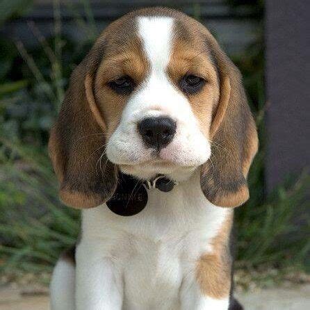 Beagle Puppies For Free Adoption In Delhi - Puppy And Pets