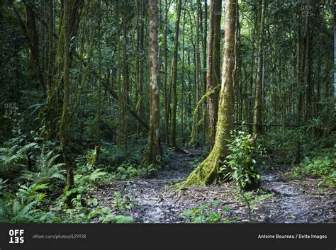 Undergrowth, Tropical Rainforest, Papua New Guinea stock photo - OFFSET