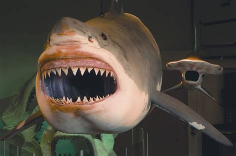 Virginia Beach Attractions: Megalodon at the Virginia Beach Aquarium