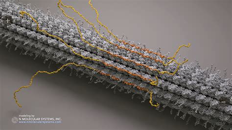 Understanding Healthy Function of Tau, Protein Associated with Dementia | College of Biological ...