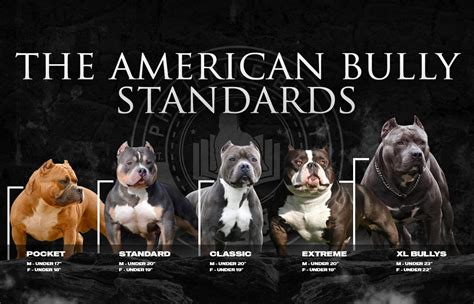 Philippine Bully Kennel Club