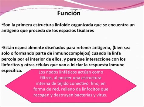 Ganglios Linfaticos Funcion - SEO POSITIVO