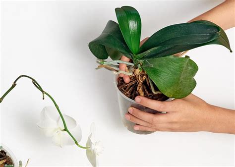 Propagating Orchids from Aerial Roots - Gardential.com