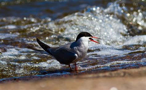 Common Tern Facts: Identification, Diet, Migration Info etc. - Binocular Base