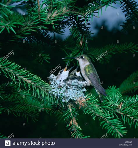 Ruby Throated Hummingbird Nest Stock Photos & Ruby Throated Hummingbird ...