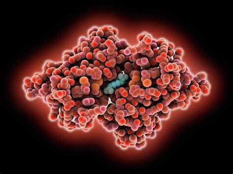 Transthyretin Blood Protein Photograph by Laguna Design - Fine Art America