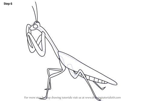 Step by Step How to Draw a Mantis : DrawingTutorials101.com