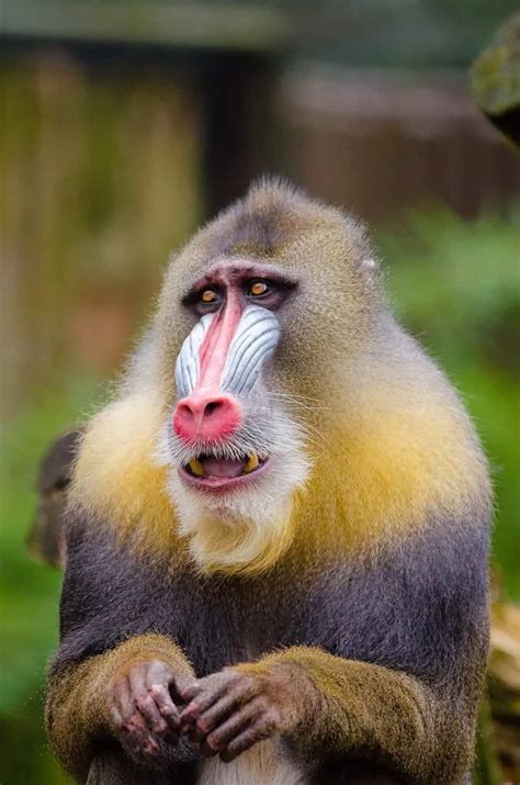 13 Different Types of Monkeys from Around the World – Nayturr