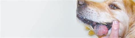 What is Malignant melanoma in dogs | NDSR