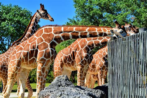 Samburu Giraffe Feeding Station at Zoo Miami in Miami, Florida ...