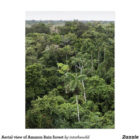 Aerial view of Amazon Rain forest Postcard | Zazzle.com | Amazon rainforest, Aerial view, Rainforest