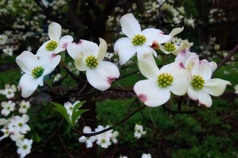 Virginia Dogwood State Tree and Flower | After all, I don't … | Flickr