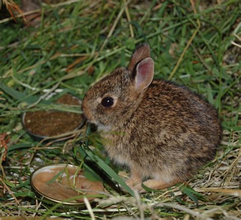 Cottontail rabbit | This infant Eastern Cottontail Rabbit ar… | Flickr