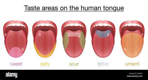 Taste areas of the human tongue - sweet, salty, sour, bitter and umami - with colored regions of ...