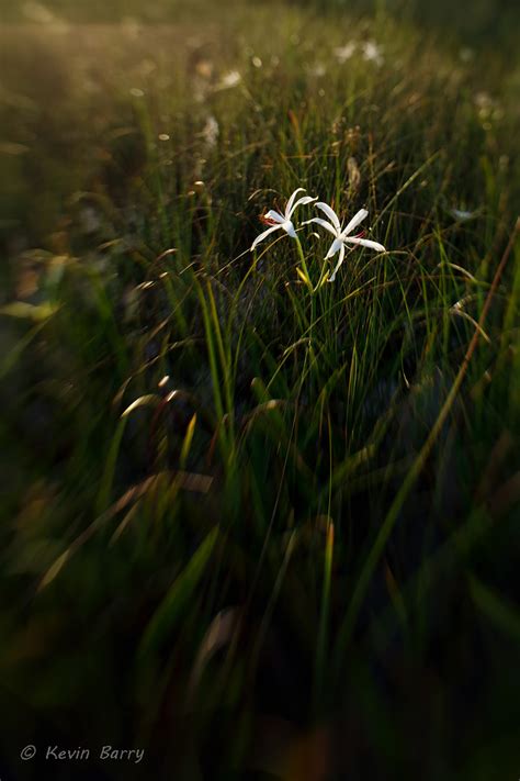 Swamp Lily 3; String Lily | Big Cypress National Preserve, Florida | Kevin Barry Photography