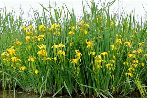 River Plants - Colne Valley Regional Park