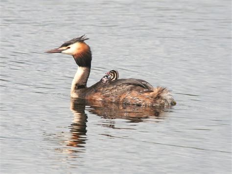 Great Crested Grebe - BirdWatch Ireland