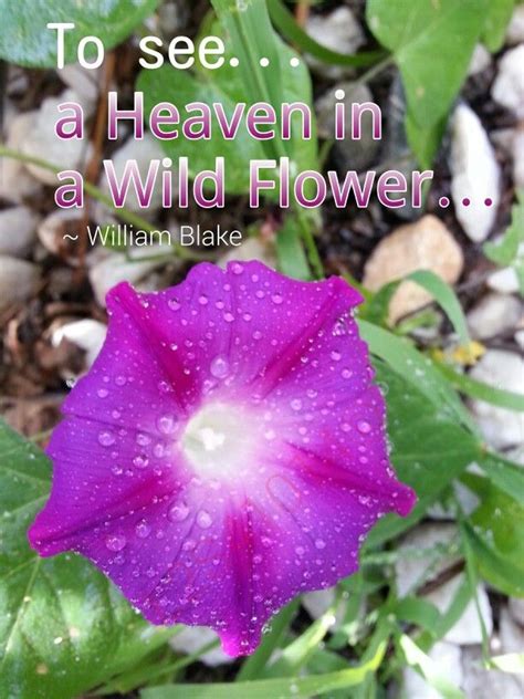 #morning #glory #flower #heaven #Blake Morning Glories, Flower Quotes, Wild Flowers, Glory ...