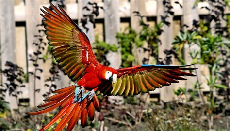 DNA says ancient people bred macaws. But where? - Futurity