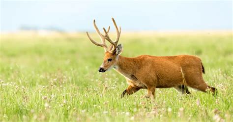 Marsh Deer Facts & Information | Blastocerus Dichotomus - World Deer