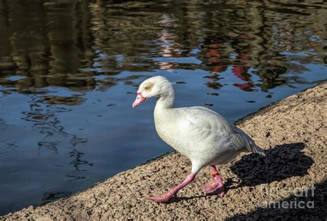 Albino Egyptian Goose Photograph by Elisabeth Lucas - Fine Art America