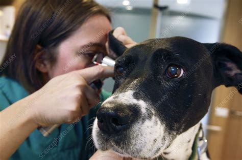 Vet examining a dog - Stock Image - C009/3475 - Science Photo Library