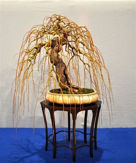 Weeping Willow Bonsai Care & Styling - Issuu