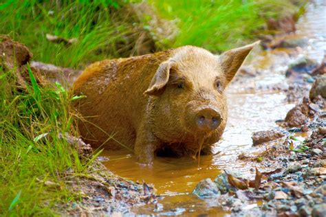 EMBRACING FRIVOLITY: Cuban Animals