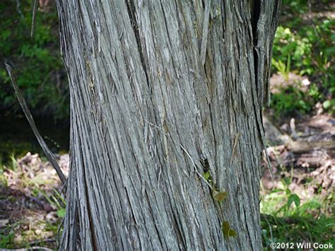 Red Cedar Tree Bark