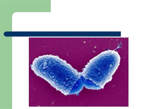 Corynebacterium