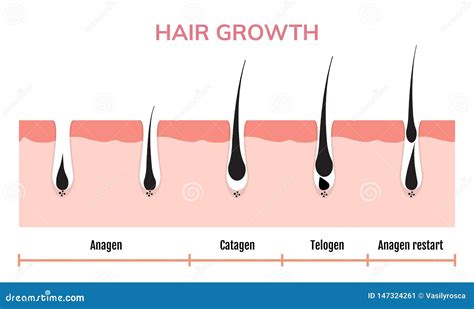 Hair Growth Cycle Skin. Follicle Anatomy Anagen Phase, Hair Growth Diagram Illustration Stock ...