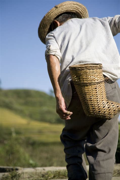 A Chinese Rice farmer | Farmer, Traditional, Chinese