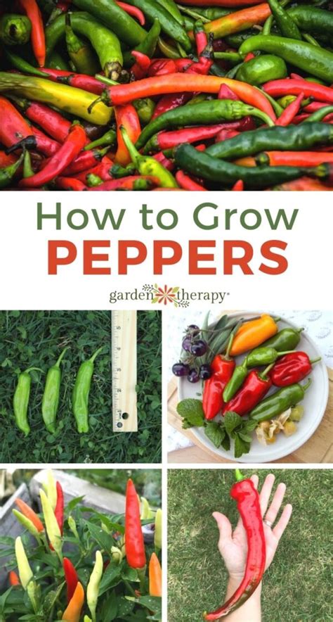 Growing Peppers: Sweet, Spicy + Flavourful! - Garden Therapy