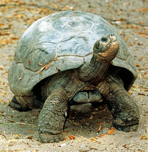 Galapagos Giant Tortoise - Stock Image - C006/5773 - Science Photo Library