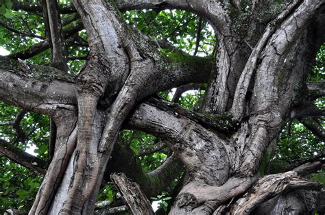 Free picture: intertwined, branches, large, tree