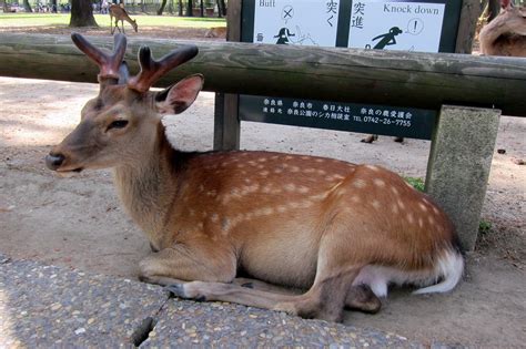 Nara: Nara Kōen - Sika Deer - a photo on Flickriver