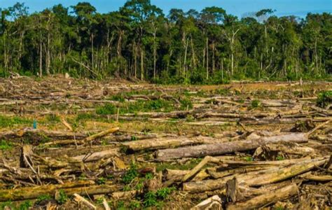 Brasil: record de deforestación en la Amazonia – Argentina Municipal