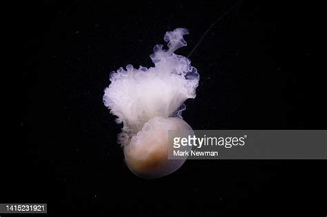 Egg Yolk Jellyfish High-Res Stock Photo - Getty Images