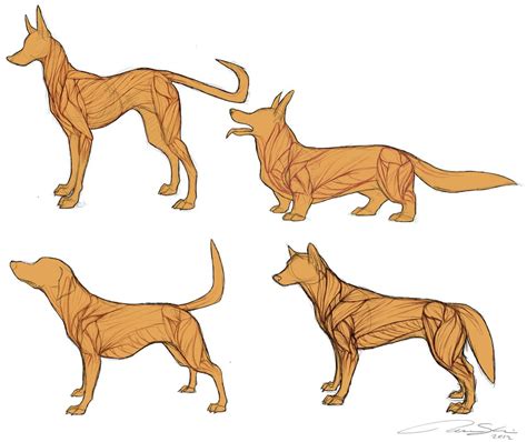 Dog Anatomy Drawing at GetDrawings | Free download