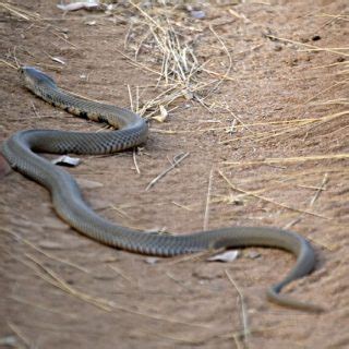 Mozambique Spitting Cobra Facts and Pictures