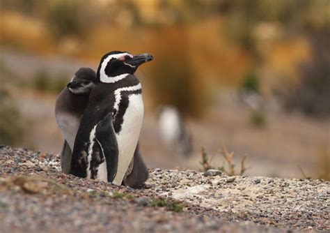 For the penguins of the Patagonian desert, climate change looks like too much water, too soon ...