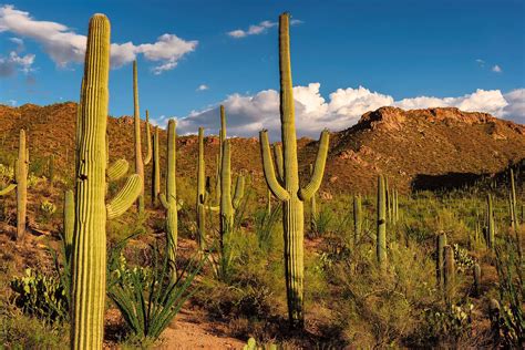 How Long Do Saguaro Cactus Live (With Pictures)- Succulents Network