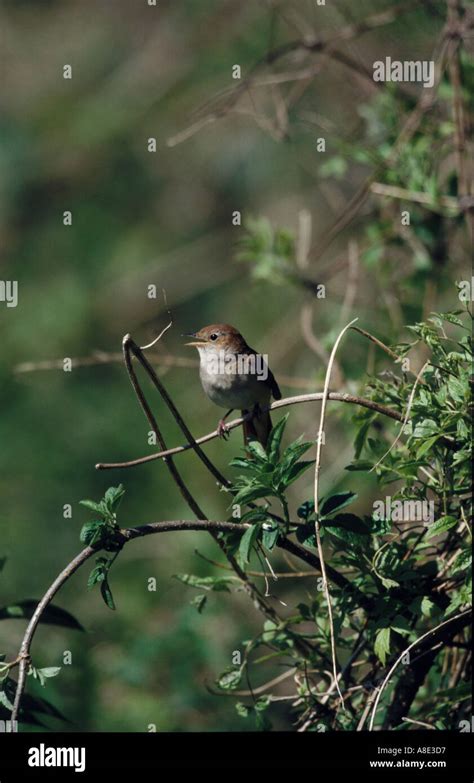 NIGHTINGALE SINGING UK Stock Photo - Alamy