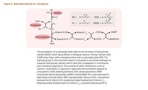 Vitamin E | Linus Pauling Institute | Oregon State University