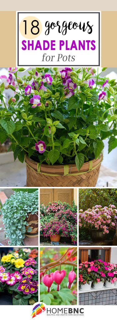 18 Shade Plants for Pots that Brighten Up Your Garden