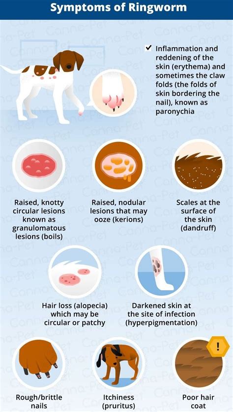 What Does Ringworm Look Like on a Dog? Ringworm In Dogs.