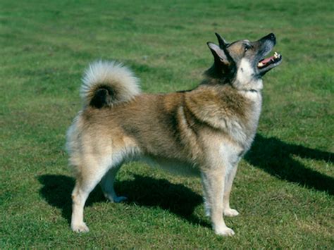 Norwegian Buhund | Breeds A to Z | The Kennel Club