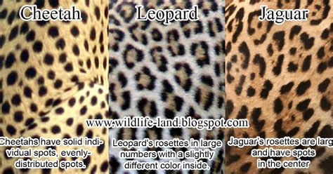 Wildlife Photos: Coat Difference - Cheetah, Leopard, Jaguar