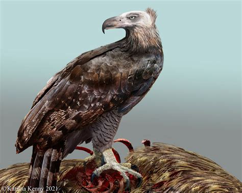 New Zealand’s Extinct Giant Bird Killed Like Eagle, Ate Like Condor | Sci.News