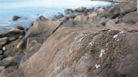 Strange 'plasticrust' pollution found on rocks on Portuguese island, scientists say - CNN